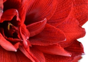 hippeastrum Double Dragon (2)